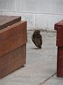 Suedamerika-00292_13-12-2008_16-54-33