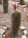 Suedamerika-00920_22-12-2008_14-17-48