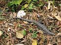 Suedamerika-01017_24-12-2008_15-15-40