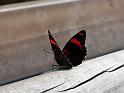 Suedamerika-01123_25-12-2008_12-41-27